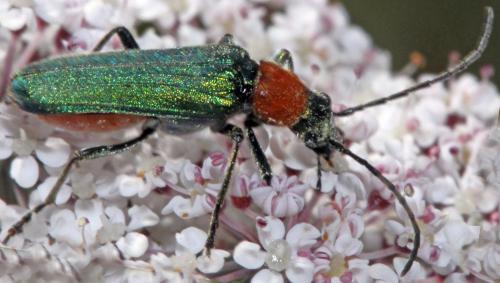 Réf. 325 979 : Anogcodes seladonius